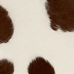 Jenis Bahan Karpet Kulit Hewan